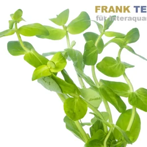 Großes Fettblatt, Bacopa caroliniana, Bund Neuheit
